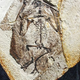 Illustration for article titled Was there really a vampire who fed on dinosaur blood?